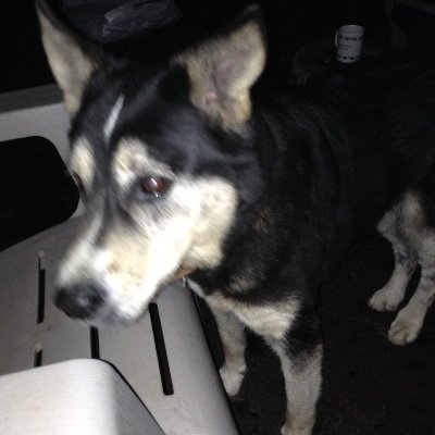 Profile Picture of Jenn Thomas (@JennThomas11) on Twitter