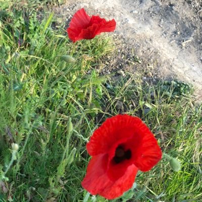 Profile Picture of Alex Perkins (@AlexCanterbury) on Twitter