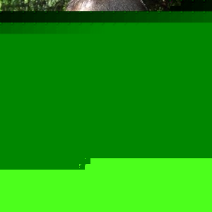 Profile Picture of Glenn Henthorn (@bigdaddyqtip) on Myspace