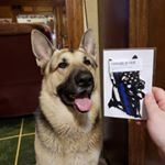 Profile Picture of 🇷🇺 Andrew (@russian_gsd) on Instagram