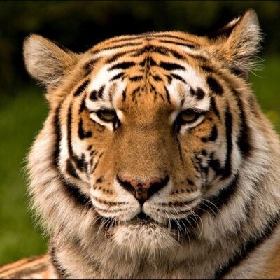 Profile Picture of James Slough (@Creeperslig) on Twitter