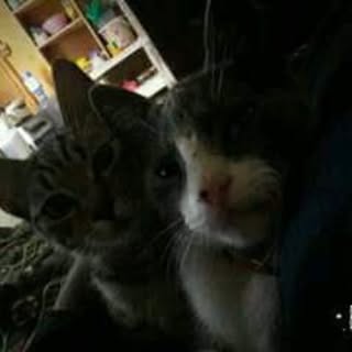 Profile Picture of brandon cayo (@brandoncay) on Instagram