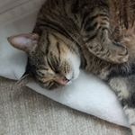 Profile Picture of Justin Sievers (@justinmsievers) on Instagram