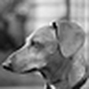 Profile Picture of Howard Eisemann (@Howard Lewis Eisemann) on Flickr