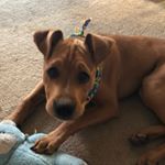 Profile Picture of Lucious James (@lucious.loves) on Instagram