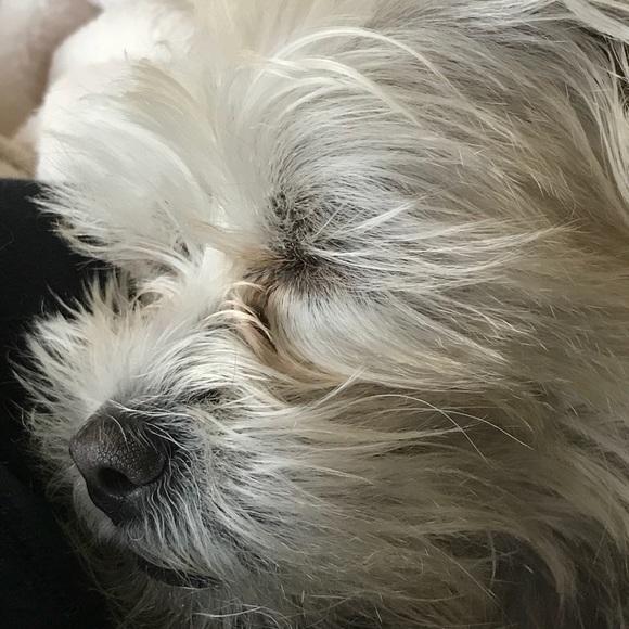 Profile Picture of Laura Baragar (@dbaragar01) on Poshmark