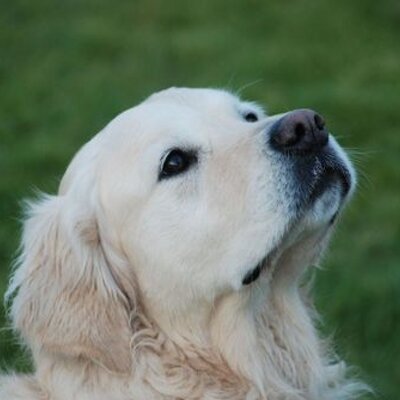 Profile Picture of Simon Rees (@@Simon_D_Rees) on Twitter