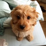 Profile Picture of Ralph (@ralph_cavapoo) on Instagram