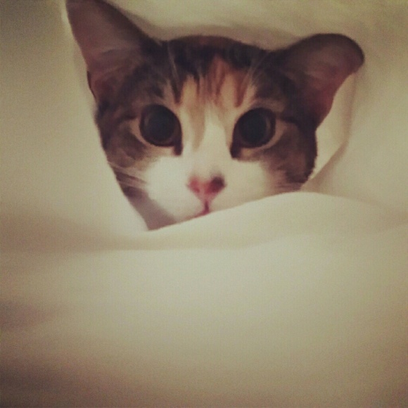 Profile Picture of Jamie Daniels (@jamdan2015) on Poshmark