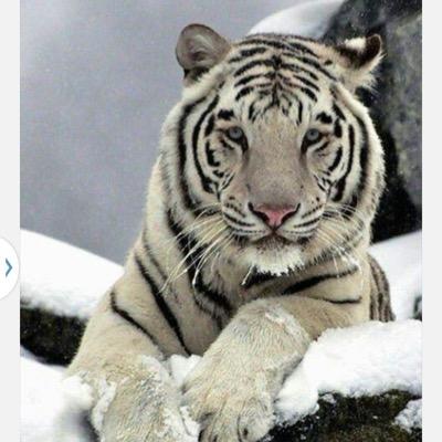 Profile Picture of Christopher Leitch (@@chrisleitch74) on Twitter