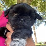 Profile Picture of 🌿Ivy🌿 (@ivyboo_the_shih_tzu) on Instagram