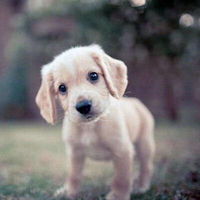 Profile Picture of Su Yu (@SuYuXinQing) on Twitter