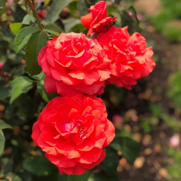 Profile Picture of Joanna Wheeler (@jmw10362) on Poshmark