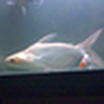 Profile Picture of Shamshuddin Sernobat (@shamsf1) on Flickr