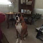 Profile Picture of Joyce Clark Budlong (@budlongjoyce) on Instagram