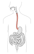Profile Picture of Esophagus - Wikipediaon Wikipedia