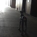 Gavin Gores#1 - Instagram Profile Picture of Gavin Gores#1 (@gavingores) on Instagram