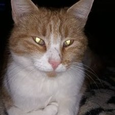 Profile Picture of Psychodarkboy (@JoeTorn2) on Twitter