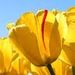 Profile Picture of Nancy L (@agrontester) on Pinterest