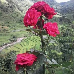 Profile Picture of Hari Gurung (@harigurung123) on Twitter