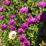 Profile Picture of Etsuko Nakamura (@etsukolee) on Instagram