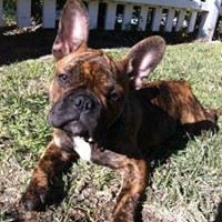 Profile Picture of Gunner Daisy Gus Minicilli (@gunner-daisy-gus-minicilli) on Quora