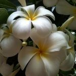 Profile Picture of Terry Riggins (@triggins0905) on Instagram