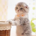 Profile Picture of Ogle Alice (@ogle_alice) on Instagram