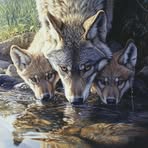 Profile Picture of Collins Alan (@Collins-Alan) on Facebook