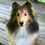 Profile Picture of Nancy Edmonds Sharoff (@luckydogtoday) on Instagram