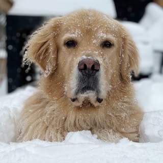 Profile Picture of Douglas the Golden Boy (@heyyydougie) on Instagram