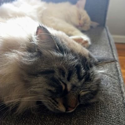 Profile Picture of Ben Altman (@AltmanMusic) on Twitter