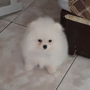 Profile Picture of Ling Cheng (@d0937369911) on Youtube