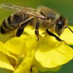 Profile Picture of Kathy Proebstel (@k_kathyp) on Twitter