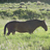 Profile Picture of Julian Of The Long Cow (@Juln) on Flickr