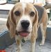 Profile Picture of Bob Beagle (@bob.beagle.984) on Facebook