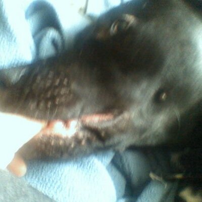 Profile Picture of Portagecountydogward (@micheleBos) on Twitter