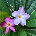 Profile Picture of Amy Brehm (@Amy-Brehm) on Facebook