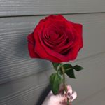 am jessica - Instagram Profile Picture of am jessica (@soymilkshakes) on Instagram