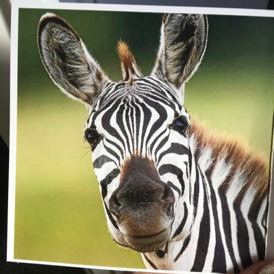 Profile Picture of Mrs Poole (@Deborah06098472) on Twitter