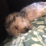 Profile Picture of Melody Sadowski (@melnrobinoc) on Instagram