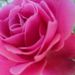 Profile Picture of Tarryn Lee (@tarrynli) on Pinterest
