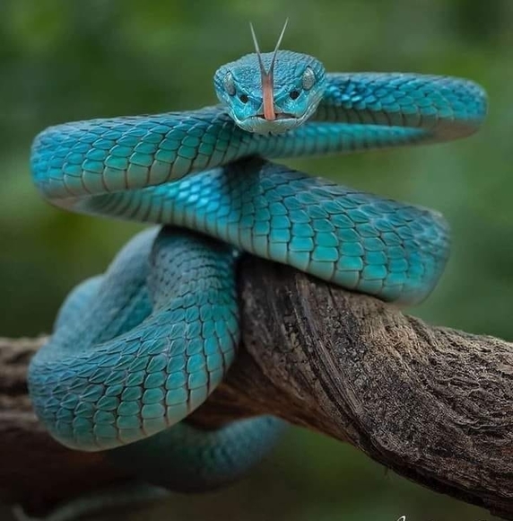 Profile Picture of Franky Albino (@elpanters) on Poshmark