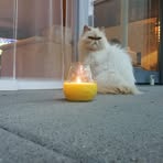 Profile Picture of Daniela Lengacher (@daniela.lengacher) on Facebook