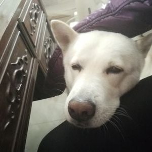 Profile Picture of Julia Peng (@JuliaPeng4) on Twitter