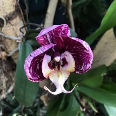 Profile Picture of RWP Botanical Center (@RWPBotanicalCtr) on Twitter