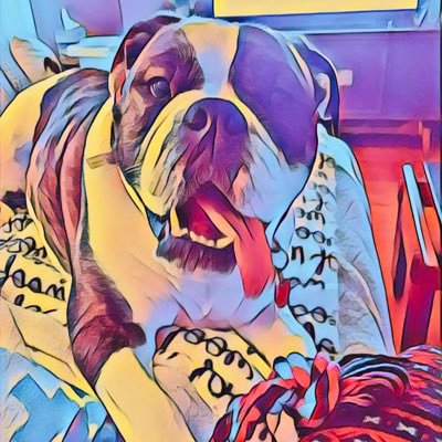 Profile Picture of TheDailyBulldog™ (@TheDailyBulldog) on Twitter