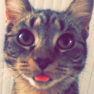 Profile Picture of Sonia Cheney (@SoniaCheney5) on Twitter