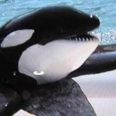 Profile Picture of Luis Alcivar (@luisalcivar3) on Twitter