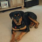 Profile Picture of Tony Marsico (@tmarsico1) on Instagram
